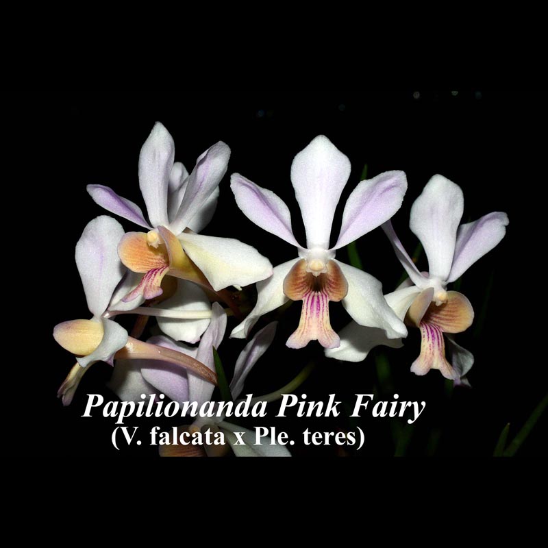 Papilionanda Pink Fairy